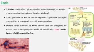 Ebola
• O Ebola é um filovírus ( gênero de vírus mais misteriosos do mundo,
o outro membro deste gênero é o vírus Marburg).
• O seu genoma é de RNA de sentido negativo. O genoma é protegido
por capsídeo, é envelopado e codifica sete proteínas
• Existem vários subtipos de Ebola sendo cada um designado de
acordo com a zona geográfica onde foi identificado: Zaire, Sudão,
Reston e Tai (Costa do Marfim)
 