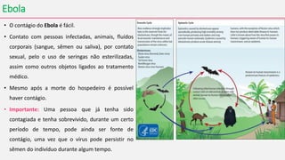 Ebola
• O contágio do Ebola é fácil.
• Contato com pessoas infectadas, animais, fluídos
corporais (sangue, sêmen ou saliva), por contato
sexual, pelo o uso de seringas não esterilizadas,
assim como outros objetos ligados ao tratamento
médico.
• Mesmo após a morte do hospedeiro é possível
haver contágio.
• Importante: Uma pessoa que já tenha sido
contagiada e tenha sobrevivido, durante um certo
período de tempo, pode ainda ser fonte de
contágio, uma vez que o vírus pode persistir no
sêmen do indivíduo durante algum tempo.
 