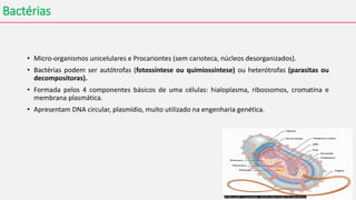 Bactérias
• Micro-organismos unicelulares e Procariontes (sem carioteca, núcleos desorganizados).
• Bactérias podem ser autótrofas (fotossíntese ou quimiossíntese) ou heterótrofas (parasitas ou
decompositoras).
• Formada pelos 4 componentes básicos de uma células: hialoplasma, ribossomos, cromatina e
membrana plasmática.
• Apresentam DNA circular, plasmídio, muito utilizado na engenharia genética.
 