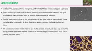 Leptospirose
• Leptospirose, ou na sua forma mais grave, síndrome de Weil, é uma causada pelo Leptospira
• É uma zoonose que afeta seres humanos e animais, frequentemente transmitida por água
ou alimentos infectados pela urina de animais, especialmente de roedores.
• Pessoas podem contaminar-se não apenas ao entrar em áreas urbanas alagadas pela chuva,
como também em coleções de água doce como lagoas, represas, riachos e piscinas sem
cloro.
• Em caso de enchente o risco é maior já que muitas pessoas passam pela água suja com urina
o que permite as bactérias infectar centenas ou milhares de pessoas na mesma hora. É mais
comum em zonas rurais.
 
