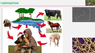 Leptospirose
 