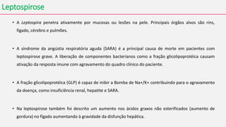 Leptospirose
• A Leptospira penetra ativamente por mucosas ou lesões na pele. Principais órgãos alvos são rins,
fígado, cérebro e pulmões.
• A síndrome da angústia respiratória aguda (SARA) é a principal causa de morte em pacientes com
leptospirose grave. A liberação de componentes bacterianos como a fração glicolipoprotéica causam
ativação da resposta imune com agravamento do quadro clínico do paciente.
• A fração glicolipoprotéica (GLP) é capaz de inibir a Bomba de Na+/K+ contribuindo para o agravamento
da doença, como insuficiência renal, hepatite e SARA.
• Na leptospirose também foi descrito um aumento nos ácidos graxos não esterificados (aumento de
gordura) no fígado aumentando à gravidade da disfunção hepática.
 