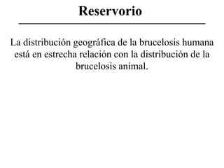 Reservorio
La distribución geográfica de la brucelosis humana
está en estrecha relación con la distribución de la
brucelosis animal.

 