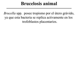 Brucelosis animal
Brucella spp. posee tropismo por el útero grávido,
ya que esta bacteria se replica activamente en los
trofoblastos placentarios.

 