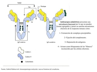 Anticuerpos asimétricos presentan una
univalencia funcional por lo que no pueden
formar agregados y poner en marcha mecanismos
efectores de la respuesta inmune como:
1- Formarción de complejos precipitables.
2- Fijación del complemento.
3- Depuración de antígenos.
4 - Actuan como bloqueantes de los “blancos”
reconocidos por las células efectoras.

Fuente. Gabriel Rabinovich. Inmunopatología molecular: nuevas fronteras de la medicina.

 