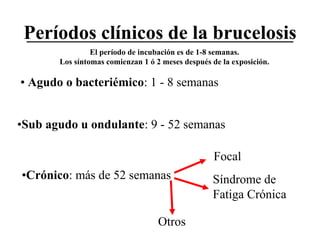 Períodos clínicos de la brucelosis
El período de incubación es de 1-8 semanas.
Los síntomas comienzan 1 ó 2 meses después de la exposición.

• Agudo o bacteriémico: 1 - 8 semanas
•Sub agudo u ondulante: 9 - 52 semanas
Focal
•Crónico: más de 52 semanas

Otros

Síndrome de
Fatiga Crónica

 