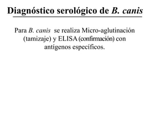 Diagnóstico serológico de B. canis
Para B. canis se realiza Micro-aglutinación
(tamizaje) y ELISA (confirmación) con
antígenos específicos.

 