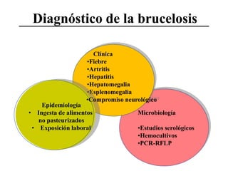 Diagnóstico de la brucelosis
Clínica
•Fiebre
•Artritis
•Hepatitis
•Hepatomegalia
•Esplenomegalia
•Compromiso neurológico

Epidemiología
• Ingesta de alimentos
no pasteurizados
• Exposición laboral

Microbiología
•Estudios serológicos
•Hemocultivos
•PCR-RFLP

 