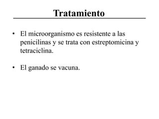 Tratamiento
• El microorganismo es resistente a las
penicilinas y se trata con estreptomicina y
tetraciclina.
• El ganado se vacuna.

 