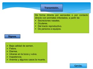 Transmisión.
De forma directa por aerosoles o por contacto
directo con animales infectados, a partir de:
 Secreciones nasales.
 Oculares.
 Del tracto reproductivo.
 De persona a equipos.
Signos.
 Baja calidad de semen.
 Fiebre.
 Diarrea.
 Ulceras en la boca y vulva.
 Inapetencia.
 Anemia y algunos casos la muerte.
Garcias.
 