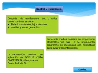 Control y tratamiento.
Después de manifestarse uno o varios
casos positivos se debe:
 Aislar los animales, lejos de otros.
 Novillas y vacas gestantes.
La terapia medica consiste en proporcional
electrolitos Vía oral o IV. Implementar
programas de metafilaxia con antibióticos
para evitar otras infecciones.
La vacunación consiste en
aplicación de BOVILIS VISTA
ONCE SQ. Novillas y vacas
Dosis: 2ml Vía Sc.
Garcias.
 