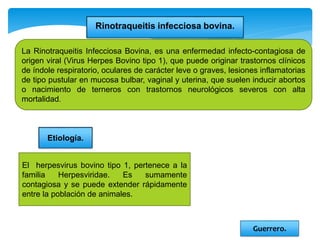 La Rinotraqueitis Infecciosa Bovina, es una enfermedad infecto-contagiosa de
origen viral (Virus Herpes Bovino tipo 1), que puede originar trastornos clínicos
de índole respiratorio, oculares de carácter leve o graves, lesiones inflamatorias
de tipo pustular en mucosa bulbar, vaginal y uterina, que suelen inducir abortos
o nacimiento de terneros con trastornos neurológicos severos con alta
mortalidad.
Rinotraqueitis infecciosa bovina.
Etiología.
El herpesvirus bovino tipo 1, pertenece a la
familia Herpesviridae. Es sumamente
contagiosa y se puede extender rápidamente
entre la población de animales.
Guerrero.
 