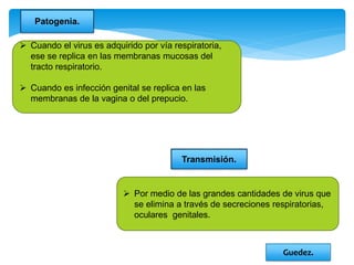  Por medio de las grandes cantidades de virus que
se elimina a través de secreciones respiratorias,
oculares genitales.
Patogenia.
 Cuando el virus es adquirido por vía respiratoria,
ese se replica en las membranas mucosas del
tracto respiratorio.
 Cuando es infección genital se replica en las
membranas de la vagina o del prepucio.
Transmisión.
Guedez.
 