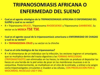 TRIPANOSOMIASIS AFRICANA O
ENFERMEDAD DEL SUENO
• Cual es el agente etiológico de la TRIPANOSOMIASIS AFRICANA O ENFERMEDAD DEL
SUEÑO y cual es su vector?
• R = Tripanosoma BRUCEI, Tripanosoma RHODESIENSE y Tripanosoma GAMBIENSE. Su
vector es la MOSCA TSE TSE.
• Cual es el agente causal de la tripanosomiasis americana o ENFERMEDAD DE CHAGAS
y cual es su vector?
• R = TRIPANOZOMA CRUZI y su vector es la chinche
• Cual es el ciclo biológico de los tripanosomas?
• R = Al alimentarse de un individuo con la infección, los vectores ingieren el amastigote,
que se multiplica dentro del tracto digestivo y las FORMAS INFECCIOSAS
(TRIPOMASTIGOTE) son eliminadas en las heces; la infección se produce al depositar las
heces en una herida de la piel antes de picar en las membranas mucosas o en la
conjuntiva. Posteriormente, se multiplican en el sitio de la entrada, y entran a la sangre
como tripomastigotes circulantes e invaden a las células, CON PREDILECCIÓN POR EL
MIOCARDIO, MUSCULO LISO Y SNC.
 