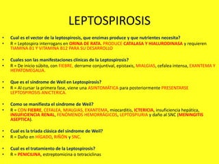 LEPTOSPIROSIS
• Cual es el vector de la leptospirosis, que enzimas produce y que nutrientes necesita?
• R = Leptospira interrogans en ORINA DE RATA. PRODUCE CATALASA Y HIALURODINASA y requieren
TIAMINA B1 Y VITAMINA B12 PARA SU DESARROLLO
• Cuales son las manifestaciones clínicas de la Leptospirosis?
• R = De inicio súbito, con FIEBRE, derrame conjuntival, epistaxis, MIALGIAS, cefalea intensa, EXANTEMA Y
HEPATOMEGALIA.
• Que es el síndrome de Weil en Leptospirosis?
• R = Al cursar la primera fase, viene una ASINTOMÁTICA para posteriormente PRESENTARSE
LEPTOSPIROSIS ANICTERICA.
• Como se manifiesta el síndrome de Weil?
• R = CON FIEBRE, CEFALEA, MIALGIAS, EXANTEMA, miocarditis, ICTERICIA, insuficiencia hepática,
INSUFICIENCIA RENAL, FENÓMENOS HEMORRÁGICOS, LEPTOSPIURIA y daño al SNC (MENINGITIS
ASEPTICA).
• Cual es la triada clásica del síndrome de Weil?
• R = Daño en HÍGADO, RIÑÓN y SNC.
• Cual es el tratamiento de la Leptospirosis?
• R = PENICILINA, estreptomicina o tetraciclinas
 