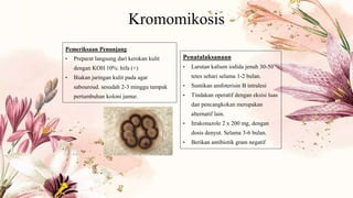 Kromomikosis
Pemeriksaan Penunjang
• Preparat langsung dari kerokan kulit
dengan KOH 10%: hifa (+)
• Biakan jaringan kulit pada agar
sabouroud. sesudah 2-3 minggu tampak
pertumbuhan koloni jamur.
Penatalaksanaan
• Larutan kalium iodida jenuh 30-50
tetes sehari selama 1-2 bulan.
• Suntikan amfoterisin B intralesi
• Tindakan operatif dengan eksisi luas
dan pencangkokan merupakan
alternatif lain.
• Itrakonazole 2 x 200 mg, dengan
dosis denyut. Selama 3-6 bulan.
• Berikan antibiotik gram negatif
 