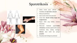 Sporotrikosis
• Infeksi kronik jamur subkutan yang
disebabkan oleh Sporothrix schenckii
• Bekerja di perkebunan
• Spora masuk melalui luka pada kulit
• Lokasi khas: daerah terbuka lengan dan
tungkai bawah
• Bagian tubuh yang terbuka, terutama
ekstremitas
• Mula-mula berbentuk papula/nodula
eritematosa, kemudian papula/nodula pecah
membentuk ulkus, dinding meninggi,
indurasi, dasar terdiri dari jaringan
granulasi.
• Penyebaran dari limfogen ke proksimal
 