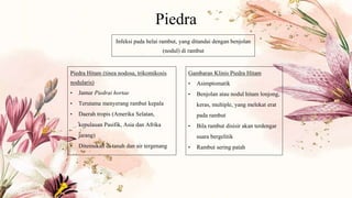 Piedra
Piedra Hitam (tinea nodosa, trikomikosis
nodularis)
• Jamur Piedrai hortae
• Terutama menyerang rambut kepala
• Daerah tropis (Amerika Selatan,
kepulauan Pasifik, Asia dan Afrika
jarang)
• Ditemukan di tanah dan air tergenang
Gambaran Klinis Piedra Hitam
• Asimptomatik
• Benjolan atau nodul hitam lonjong,
keras, multiple, yang melekat erat
pada rambut
• Bila rambut disisir akan terdengar
suara bergelitik
• Rambut sering patah
Infeksi pada helai rambut, yang ditandai dengan benjolan
(nodul) di rambut
 