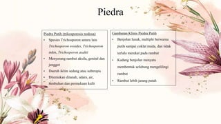 Piedra
Piedra Putih (trikosporosis nodosa)
• Spesies Trichosporon antara lain
Trichosporon ovoides, Trichosporon
inkin, Trichosporon asahii
• Menyerang rambut aksila, genital dan
jenggot
• Daerah iklim sedang atau subtropis
• Ditemukan ditanah, udara, air,
tumbuhan dan permukaan kulit
Gambaran Klinis Piedra Putih
• Benjolan lunak, multiple berwarna
putih sampai coklat muda, dan tidak
terlalu merekat pada rambut
• Kadang benjolan menyatu
membentuk selubung mengelilingi
rambut
• Rambut lebih jarang patah
 
