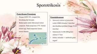 Sporotrikosis
Pemeriksaan Penunjang
• Dengan KOH 10%: tampak hifa
bercabang dan bersepta
• Biakan pada media Sabouraud: koloni
campuran .Pada temperatur 37ºC: bentuk
koloni ragi. Pada temperatur kamar:
koloni filamen
Penatalaksanaan
• Saturated solution of potassium
iodide (SSKI) dimulai 5 tetes/hari
dan dinaikkan perlahan hingga 30-40
tetes/hari
• Itrakonazole 2x100-200mg/hari
selama 5-7 hari
• Infeksi sekunder -> antibiotik gram
negatif
 