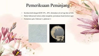 Pemeriksaan Penunjang
• Kerokan kulit dengan KOH 10% , 40%: ditemukan sel-sel ragi dan sel hifa
• Media Sabouroud: koloni coklat mengkilat, permukaan basah (koloni ragi)
• Fermentasi gula: fruktosa(+), glukosa(+)
 