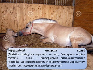Інфекційний метрит коней
(Metritis contagiosa equorum — лат., Contagious equine
metritis — англ.) – бактеріальна висококонтагіозна
хвороба, що характеризується ендометритом цервіцитом
і вагінітом, порушенням запліднюваності
 