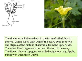 The thalamus is hollowed out in the form of a flask but its
internal wall is fused with wall of the ovary. Only the style
and stigma of the pistil is observable from the upper side.
The other floral organs are borne at the top of the ovary.
The flowers having epigyny are called epigynous. e.g., Apple,
Sunflower, Cucumber, Guava.
 