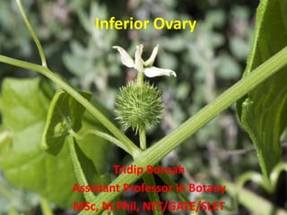 Inferior Ovary
Tridip Boruah
Assistant Professor in Botany
MSc, M.Phil, NET/GATE/SLET
 