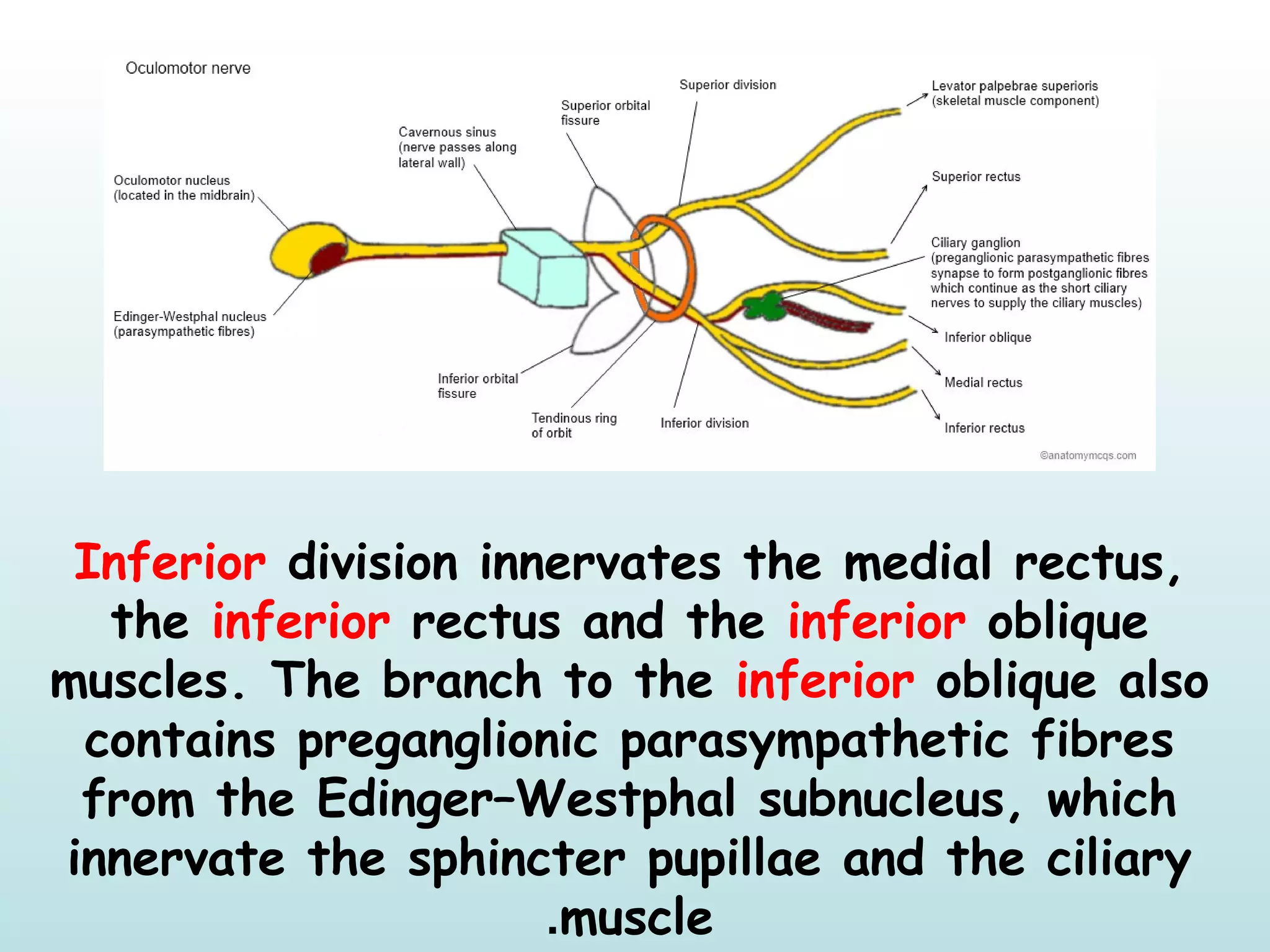 Inferior division innervates the medial rectus,
the inferior rectus and the inferior oblique
muscles. The branch to the inferior oblique also
contains preganglionic parasympathetic fibres
from the Edinger–Westphal subnucleus, which
innervate the sphincter pupillae and the ciliary
muscle.
 