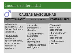 Causas de infertilidad PRETESTICULARES TESTICULARES POSTESICULARES 