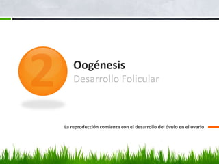 Oogénesis
Desarrollo Folicular
La reproducción comienza con el desarrollo del óvulo en el ovario
 