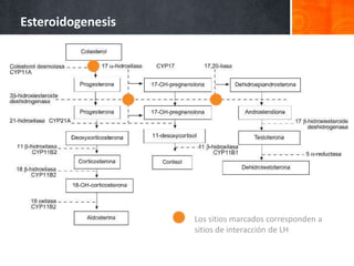 Esteroidogenesis
Los sitios marcados corresponden a
sitios de interacción de LH
 