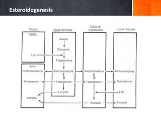 Esteroidogenesis
 