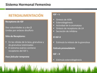 Sistema Hormonal Femenino
RETROALIMENTACIÓN IGF – I:
 Síntesis de ADN
 Esteroidogénesis
 Actividad de la aromatasa
 Síntesis de receptores de LH
 Secreción de inhibina
El IGF-II
 Estimula la mitosis de la granulosa
Folículo preovulatorio
IGF – II
 Estimula esteroidogénesis
Receptores de IGF
Dos subunidades α y dos β
Unidas por enlaces disulfuro
Sitio de Receptores:
 En las células de la teca, granulosa y
de granulosa luteinizadas
 El estroma ovárico contiene
receptores del IGF-I.
Fase folicular temprana
 