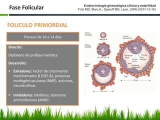 Fase Folicular
Proceso de 10 a 14 días
FOLICULO PRIMORDIAL
Ovocito:
Diploteno de profase meiótica
Desarrollo:
 Exitadores: Factor de crecimiento
transformador β (TGF-β), proteínas
morfogénicas óseas (BMP), activinas,
neurotrofinas
 Inhibidores: Inhibinas, hormona
antimülleriana (AMH)
Endocrinología ginecológica clínica y esterilidad
Fritz MD, Marc A.; Speroff MD, Leon. LWW (2011-12-16)
 