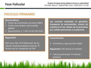 Fase Folicular
FOLICULO PRIMARIO
Neurotrofinas:
 Factor de crecimiento nervioso (NGF)
 Factor neurotrópico del encéfalo
(BDNF)
 Neurotrofina 3 , 5 (NT-3) 4/5 (NT-4/5)
Los ovocitos estimulan la glucólisis,
transporte de aminoácidos, síntesis de
colesterol en las células de la granulosa
por señales paracrinas y yuxtacrinas.
Regulación:
NGF para TrkA  Proliferación de las
células mesenquimatosas ováricas 
Síntesis de los receptores de FSH
Comunicación:
 Conectinas / gap junction alpha
Regulación: FSH (exita) LH (Inhibe)
 Folículo primordial  Folículo
primario
Endocrinología ginecológica clínica y esterilidad
Fritz MD, Marc A.; Speroff MD, Leon. LWW (2011-12-16)
 