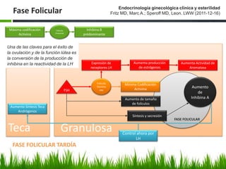 Fase Folicular
FASE FOLICULAR TARDÍA
Endocrinología ginecológica clínica y esterilidad
Fritz MD, Marc A.; Speroff MD, Leon. LWW (2011-12-16)
Folículo
Domina
nte
Aumenta Actividad de
Aromatasa
Expresión de
receptores LH
FSH
Aumenta producción
de estrógenos
Mínima Codificación
Activina
Máxima codificación
Activina
FASE FOLICULAR
Síntesis y secresión
Aumento de tamaño
de folículos
Aumento
de
Inhibina A
GranulosaTeca
Inhibina B
prédominante
Folículo
Preantral
Aumento Síntesis Teca
Andrógenos
Una de las claves para el éxito de
la ovulación y de la función lútea es
la conversión de la producción de
inhibina en la reactividad de la LH
Control ahora por
LH
 