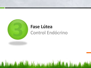 Fase Lútea
Control Endócrino
 