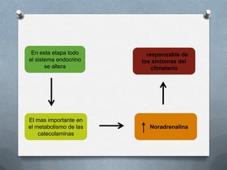 En esta etapa todo
el sistema endocrino
se altera
El mas importante en
el metabolismo de las
catecolaminas
Noradrenalina
responsable de
los sintomas del
climaterio
 