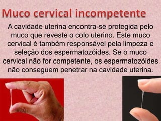 Muco cervical incompetenteA cavidade uterina encontra-se protegida pelo muco que reveste o colo uterino. Este muco cervical é também responsável pela limpeza e seleção dos espermatozóides. Se o muco cervical não for competente, os espermatozóides não conseguem penetrar na cavidade uterina.