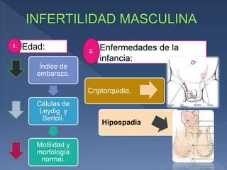 Edad:1.
Índice de
embarazo.
Células de
Leydig y
Sertoli.
Motilidad y
morfología
normal.
Enfermedades de la
infancia:
2.
Criptorquidia.
Hipospadia.
 