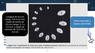 12
Es necesario palpar el contenido escrotal con
todo cuidado, mientras el paciente se
encuentra de pie.
Deben observarse dos características
relacionadas con el testículo: tamaño y
consistencia.
El tamaño se evalúa al medir el eje largo y el
ancho; como una opción, puede colocarse un
orquidómetro cerca del testículo para
determinar el volumen.
Longitud de 4.6 cm
(rango: 3.6 a 5.5 cm),
media de ancho de
2.6 cm (rango: 2.1 a
3.2 cm), y media de
volumen de 18.6 ml (±
4.6 ml)
firme (normal) o
suave (anormal).
 