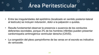 14
• Entre las irregularidades del epidídimo (localizado en sentido posterior-lateral
al testículo) se incluyen induración, dolor a la palpación o quistes.
• Resulta fundamental observar la presencia o ausencia de los conductos
deferentes escrotales, porque 2% de los hombres infértiles pueden presentar
cardiomiopatía arritmogénica ventricular derecha (CAVD).
• La congestión del plexo pampiniforme de las venas en el escroto es indicativa
de varicocele.
 