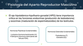 2
× El eje hipotalámico-hipofisario-gonadal (HPG) tiene importancia
crítica en las funciones endocrinas (producción de testosterona)
y exocrinas (maduración de espermatozoides) de los testículos.
Hormonas Peptídicas fundamentales:
-Lutropina (hormona leutinizante LH)
-Folitropina (Hormona estimulante del
folículo FSH).
Hormonas Esteroides fundamentales:
-Testosterona (T)
-Estradiol (E2)
 