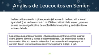 20
La leucocitoespermia o pioespermia (el aumento de leucocitos en el
eyaculado) se define como > 1 × 106 leucocitos/ml de semen, pero no
es una causa significativa de subfertilidad masculina y su tratamiento
está en debate.
Los anticuerpos antiespermáticos (ASA) pueden encontrarse en tres lugares:
suero, plasma seminal y fijados a espermatozoides. Los anticuerpos fijados a
espermatozoides son los más relevantes. Las clases de anticuerpos que, al
parecer, tienen relevancia clínica son inmunoglobulina G (IgG) e IgA.
 