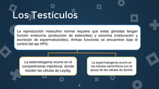 4
La reproducción masculina normal requiere que estas gónadas tengan
función endocrina (producción de esteroides) y exocrina (maduración y
excreción de espermatozoides). Ambas funciones se encuentran bajo el
control del eje HPG.
La esteroidogenia ocurre en el
compartimento intersticial, donde
residen las células de Leydig.
La espermatogenia ocurre en
los túbulos seminíferos con el
apoyo de las células de Sertoli.
 