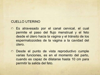 CUELLO UTERINO
Es atravesado por el canal cervical, el cual
permite el paso del flujo menstrual y el feto
desde el útero hacia la vagina y el tránsito de los
espermatozoides de la vagina a la cavidad del
útero.
Desde el punto de vista reproductivo cumple
varias funciones, es en el momento del parto,
cuando es capaz de dilatarse hasta 10 cm para
permitir la salida del feto.
 