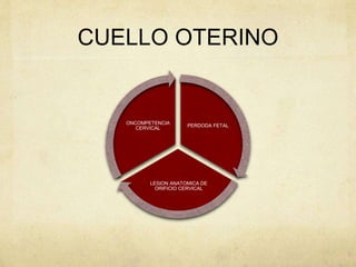 CUELLO OTERINO
PERDODA FETAL
LESION ANATOMICA DE
ORIFICIO CERVICAL
ONCOMPETENCIA
CERVICAL
 