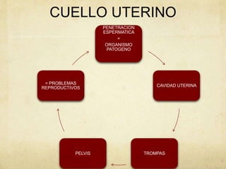 CUELLO UTERINO
PENETRACION
ESPERMATICA
+
ORGANISMO
PATOGENO
CAVIDAD UTERINA
TROMPASPELVIS
= PROBLEMAS
REPRODUCTIVOS
 