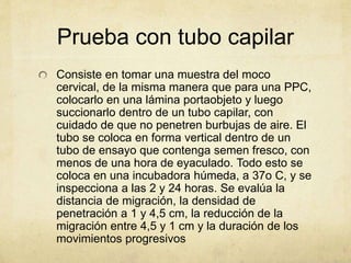 Prueba con tubo capilar
Consiste en tomar una muestra del moco
cervical, de la misma manera que para una PPC,
colocarlo en una lámina portaobjeto y luego
succionarlo dentro de un tubo capilar, con
cuidado de que no penetren burbujas de aire. El
tubo se coloca en forma vertical dentro de un
tubo de ensayo que contenga semen fresco, con
menos de una hora de eyaculado. Todo esto se
coloca en una incubadora húmeda, a 37o C, y se
inspecciona a las 2 y 24 horas. Se evalúa la
distancia de migración, la densidad de
penetración a 1 y 4,5 cm, la reducción de la
migración entre 4,5 y 1 cm y la duración de los
movimientos progresivos
 